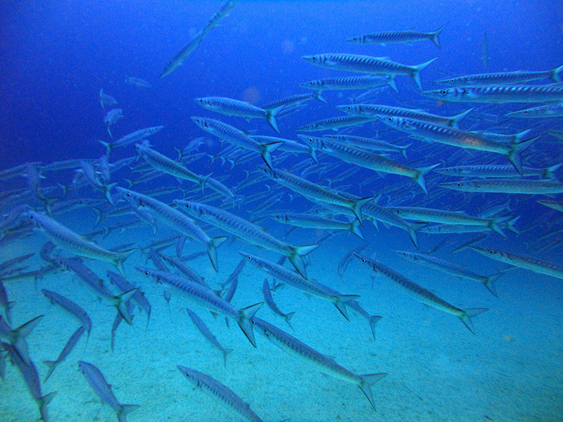  - dive-malta