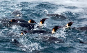 Waddling Penguins in Antarctica - Photo credit: Ian Duffy