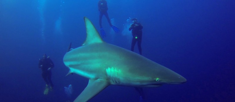 Blacktip shark around divers