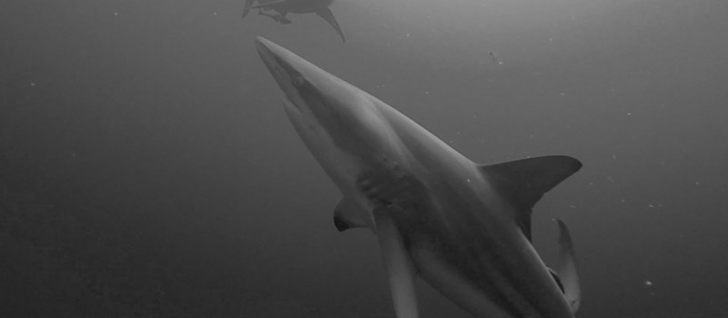 A couple of blacktip sharks
