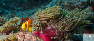 A Clownfish in its anemone