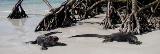 Dive Galapagos Liveaboard & Resort