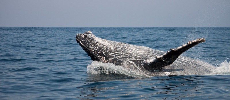 A humpback whale swimming on the surface