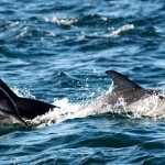 Dolphins jumping at the sardine run