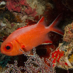 A soldierfish
